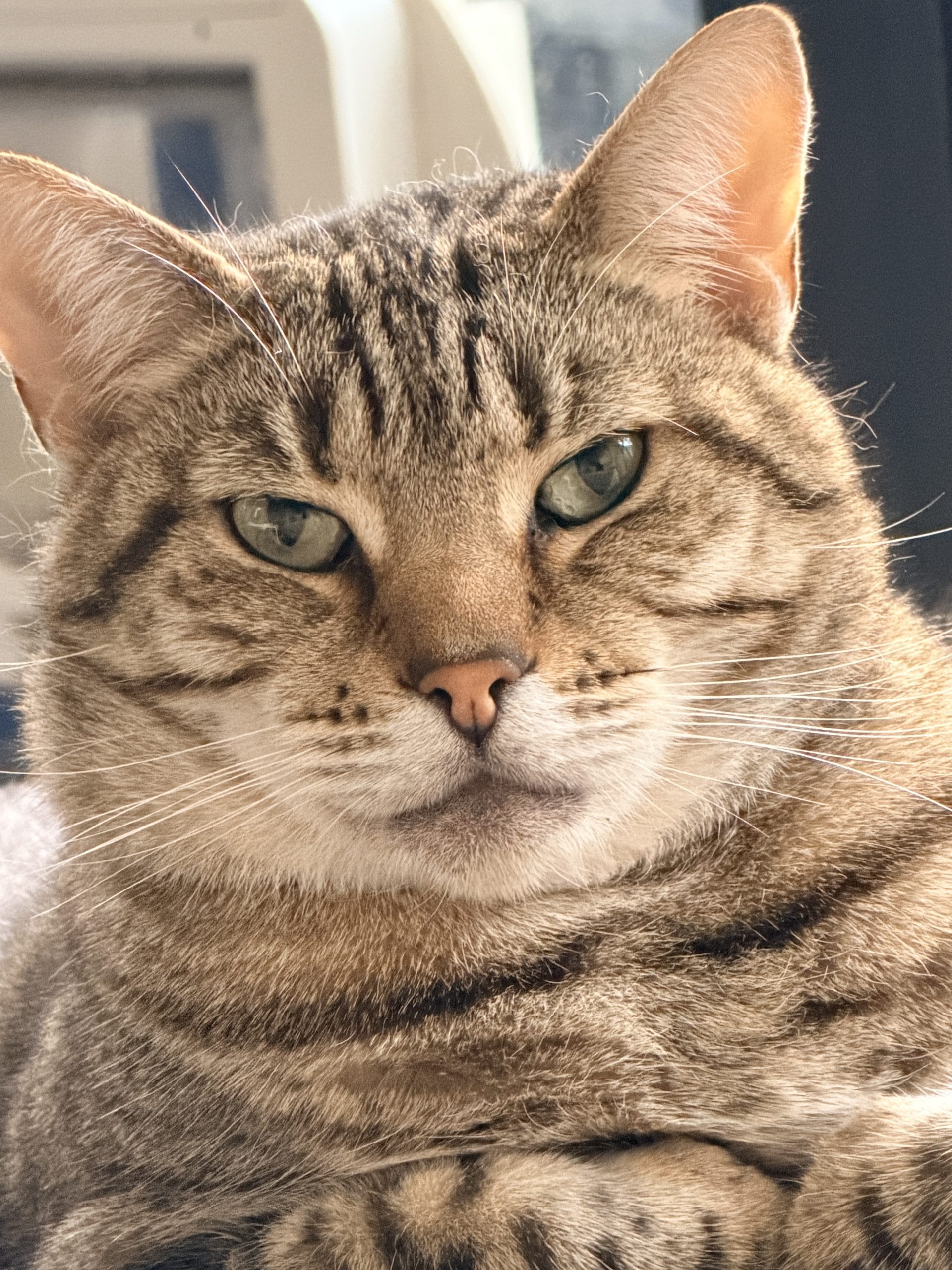 cat